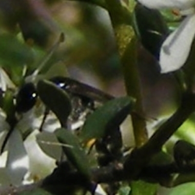 Apiformes (informal group) (Unidentified bee) at Kambah, ACT - 19 Jan 2024 by MichaelMulvaney