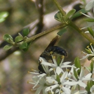 Apiformes (informal group) at Mount Taylor NR (MTN) - 19 Jan 2024