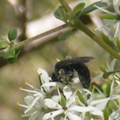 Apiformes (informal group) at Mount Taylor NR (MTN) - 19 Jan 2024