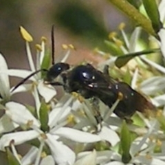 Apiformes (informal group) at Mount Taylor NR (MTN) - 19 Jan 2024