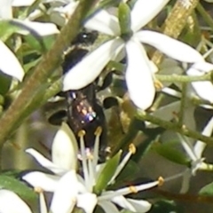 Apiformes (informal group) at Mount Taylor NR (MTN) - 19 Jan 2024