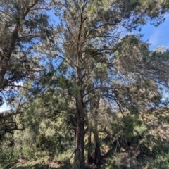 Casuarina cunninghamiana subsp. cunninghamiana at Lions Youth Haven - Westwood Farm A.C.T. - 19 Jan 2024