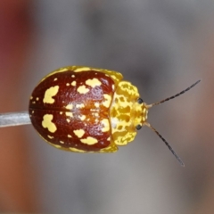 Paropsis maculata (Spotted leaf beetle) at Booderee National Park - 17 Jan 2024 by RobG1