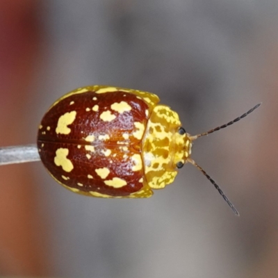 Paropsis maculata (Spotted leaf beetle) at Booderee National Park - 17 Jan 2024 by RobG1