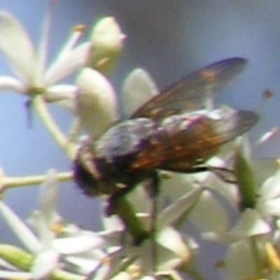 Calliphora sp. (genus) (Unidentified blowfly) at Mount Taylor - 19 Jan 2024 by MichaelMulvaney
