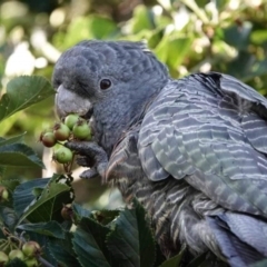 Callocephalon fimbriatum (Gang-gang Cockatoo) at Hackett, ACT - 19 Jan 2024 by AniseStar