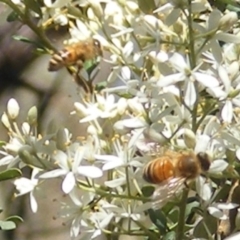 Apis mellifera (European honey bee) at Mount Taylor - 19 Jan 2024 by MichaelMulvaney
