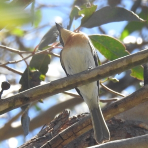 Myiagra rubecula at Lions Youth Haven - Westwood Farm A.C.T. - 19 Jan 2024