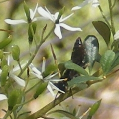 Apiformes (informal group) (Unidentified bee) at Mount Taylor - 19 Jan 2024 by MichaelMulvaney