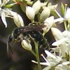 Apiformes (informal group) at Mount Taylor NR (MTN) - 19 Jan 2024