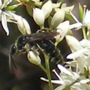 Apiformes (informal group) at Mount Taylor NR (MTN) - 19 Jan 2024