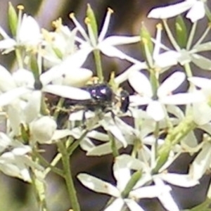 Apiformes (informal group) at Mount Taylor NR (MTN) - 19 Jan 2024