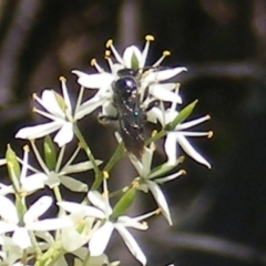 Apiformes (informal group) at Mount Taylor NR (MTN) - 19 Jan 2024