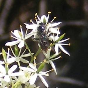 Apiformes (informal group) at Mount Taylor NR (MTN) - 19 Jan 2024