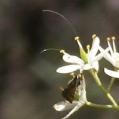 Nemophora (genus) (A Fairy Moth) at Kambah, ACT - 19 Jan 2024 by MichaelMulvaney