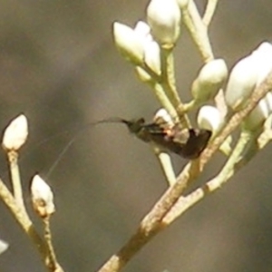 Nemophora (genus) at Mount Taylor NR (MTN) - 19 Jan 2024