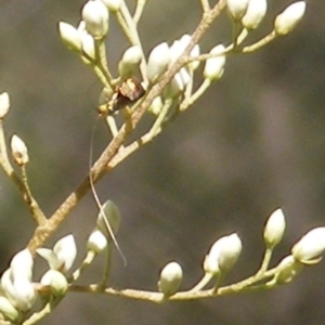 Nemophora (genus) at Mount Taylor NR (MTN) - 19 Jan 2024