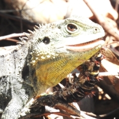 Chelepteryx collesi at ANBG - 18 Jan 2024