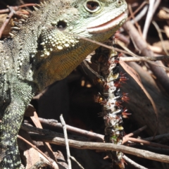 Chelepteryx collesi at ANBG - 18 Jan 2024