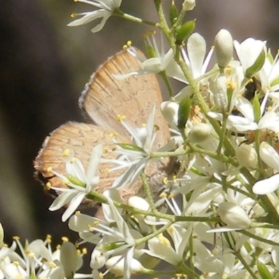 Paralucia pyrodiscus (Fiery Copper) at Mount Taylor NR (MTN) - 19 Jan 2024 by MichaelMulvaney