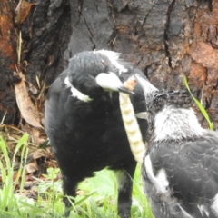 Hepialidae (family) IMMATURES at Lions Youth Haven - Westwood Farm A.C.T. - 17 Jan 2024 03:18 PM