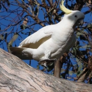 Cacatua galerita at Watson Green Space - 19 Jan 2024