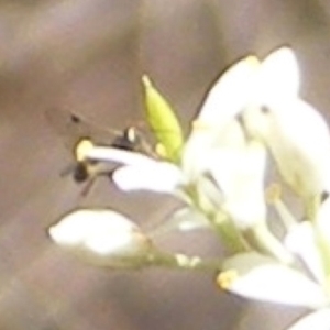 Parapalaeosepsis plebeia at Mount Taylor NR (MTN) - 19 Jan 2024