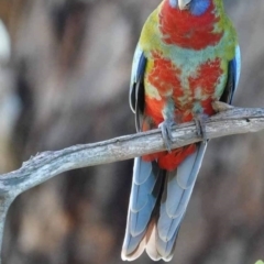 Platycercus elegans (Crimson Rosella) at Watson Green Space - 19 Jan 2024 by AniseStar