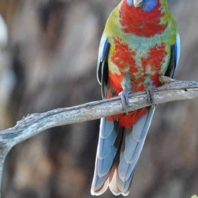 Platycercus elegans (Crimson Rosella) at Watson, ACT - 19 Jan 2024 by AniseStar