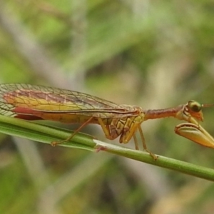 Mantispidae (family) at Tuggeranong Hill - 16 Jan 2024