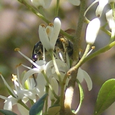 Apiformes (informal group) (Unidentified bee) at Kambah, ACT - 19 Jan 2024 by MichaelMulvaney