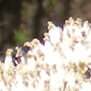 Mordellidae (family) at Mount Taylor NR (MTN) - 19 Jan 2024