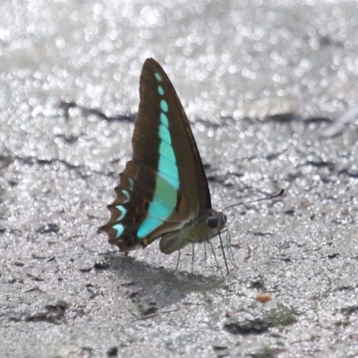 Graphium choredon at Ormiston, QLD - 12 Jan 2024 by TimL