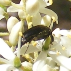 Mordella limbata (A pintail beetle) at Mount Taylor - 19 Jan 2024 by MichaelMulvaney