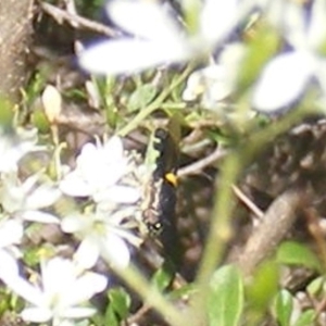 Odontomyia hunteri at Mount Taylor NR (MTN) - 19 Jan 2024