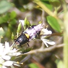 Odontomyia hunteri at Mount Taylor NR (MTN) - 19 Jan 2024