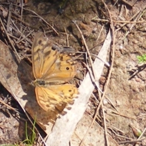 Heteronympha merope at Mount Taylor NR (MTN) - 19 Jan 2024