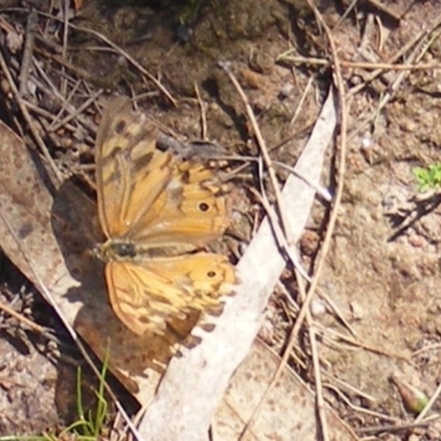 Heteronympha merope (Common Brown Butterfly) at Kambah, ACT - 19 Jan 2024 by MichaelMulvaney