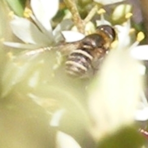 Villa sp. (genus) at Mount Taylor NR (MTN) - 19 Jan 2024