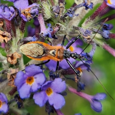 Gminatus australis (Orange assassin bug) at QPRC LGA - 19 Jan 2024 by MatthewFrawley