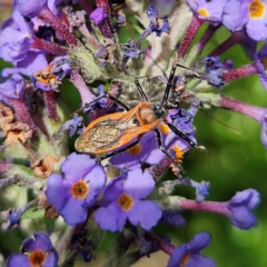 Gminatus australis at QPRC LGA - 19 Jan 2024