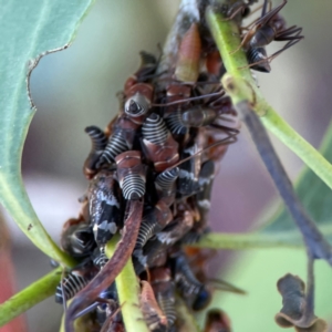 Iridomyrmex purpureus at Gungahlin Pond - 19 Jan 2024