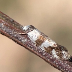 Isomoralla gephyrota (A Concealer moth) at Percival Hill - 19 Jan 2024 by Hejor1