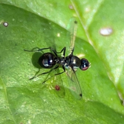 Parapalaeosepsis plebeia (Ant fly) at Percival Hill - 19 Jan 2024 by Hejor1