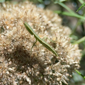 Orthodera ministralis at Percival Hill - 19 Jan 2024