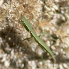 Orthodera ministralis at Percival Hill - 19 Jan 2024