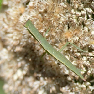 Orthodera ministralis at Percival Hill - 19 Jan 2024