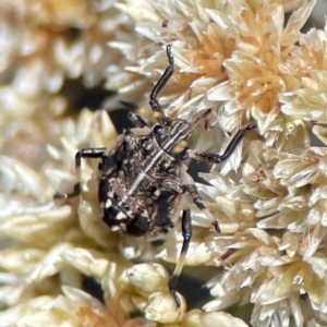 Oncocoris geniculatus at Percival Hill - 19 Jan 2024 01:01 PM