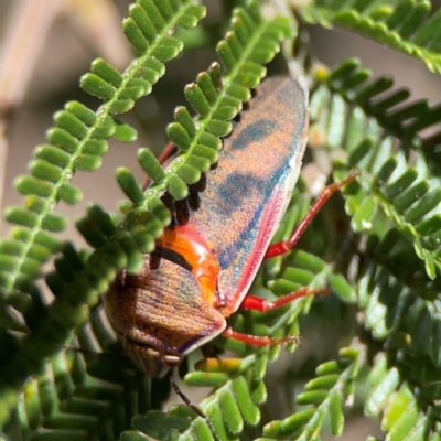 Coleotichus costatus (Green shield-backed bug) at Percival Hill - 19 Jan 2024 by Hejor1