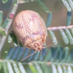 Paropsis charybdis (Eucalyptus leaf beetle) at Percival Hill - 19 Jan 2024 by Hejor1